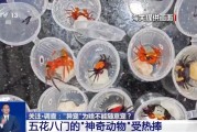 瑞安@铲屎官们 养“异宠”或危害国家安全 这些行为违法了