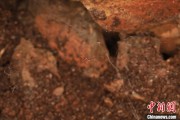 瑞安江西发现蜘蛛新物种 为研究呵叻蛛属适应区域提供依据