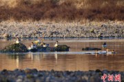 瑞安歙县完成安徽首个县域生物多样性调查 共记录物种近4千种